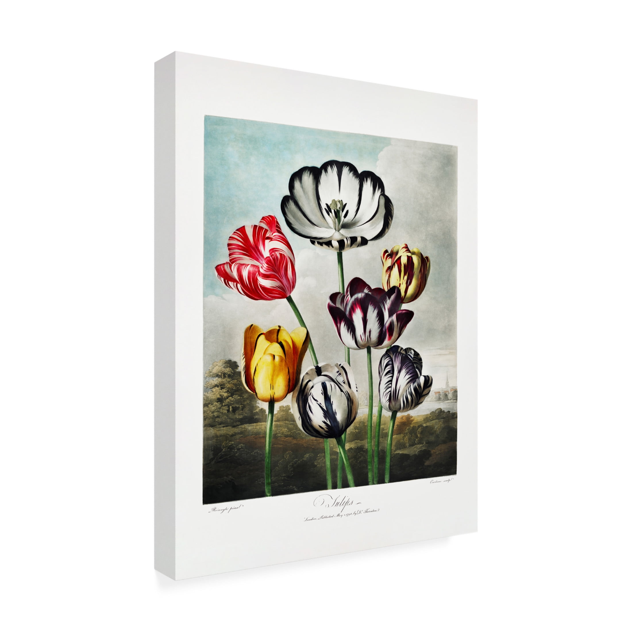 Trademark Fine Art Pictufy  Tulips from The Temple of Flora 1807 Canvas Wall Art