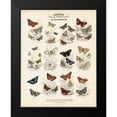 thumbnail image 2 of Lizars, WH 20x24 Black Modern Framed Museum Art Print Titled - British Butterflies, 2 of 5