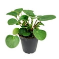 thumbnail image 1 of Peperomia Rana Verde (4"+ Plastic Pot) - Easy to Care and Air-purifying Houseplant for Home and Office Decoration, 1 of 5