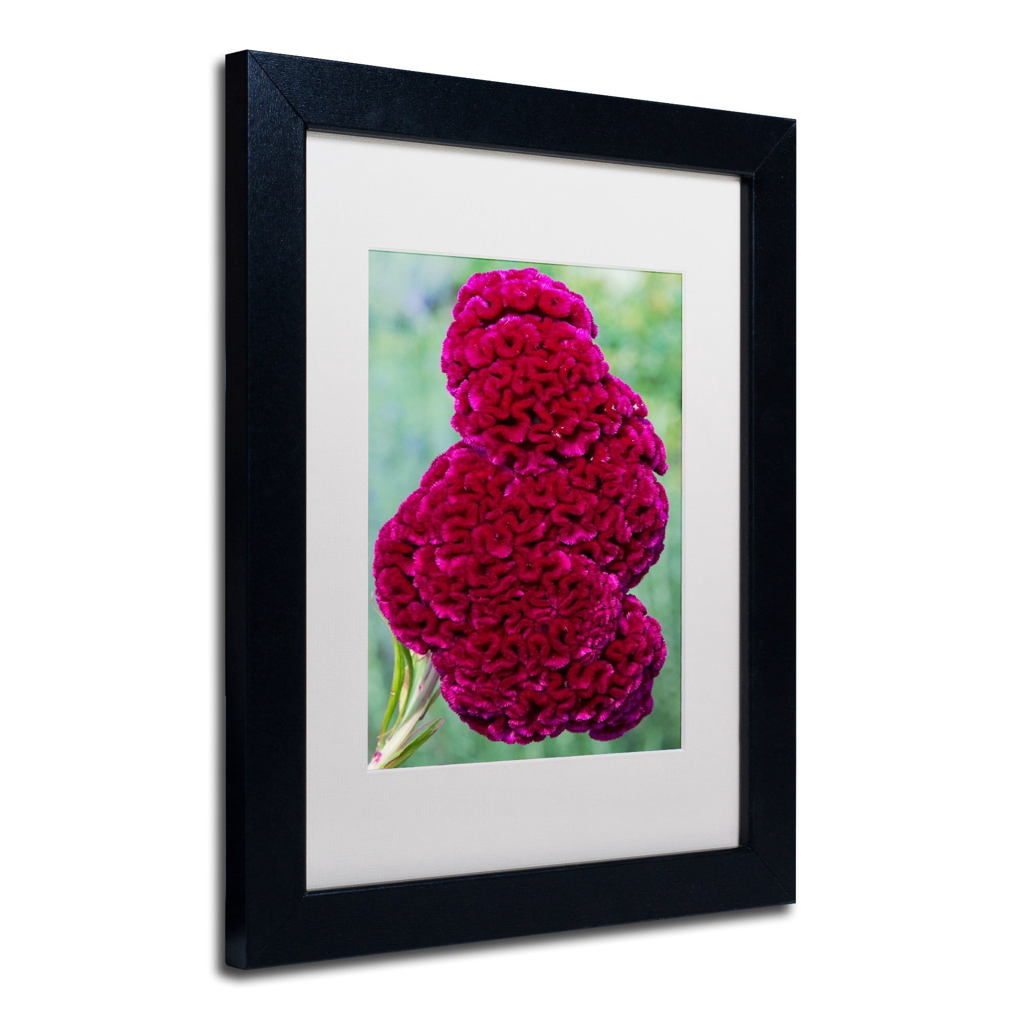 Trademark Fine Art "Coxcomb Flower" Canvas Art by Kurt Shaffer, White Matte, Black Frame