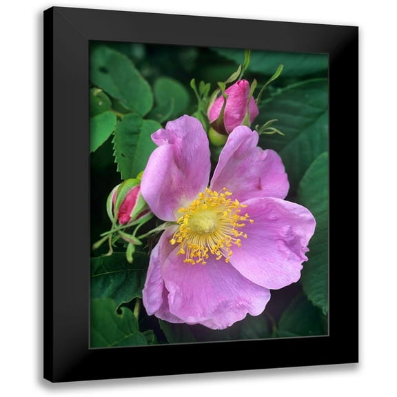 Fitzharris, Tim 12x14 Black Modern Framed Museum Art Print Titled - Wild Rose