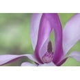 thumbnail image 2 of Paulson, Don 24x17 Gold Ornate Wood Framed with Double Matting Museum Art Print Titled - USA, Washington Close-up of magnolia blossom, 2 of 4