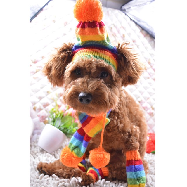 Perro Bufanda Sombrero de Punto Rayas Sombreros Calcetines Mascotas Accesorios de Invierno 1 Unidades - Rainbow XS, tal se describe Yinane Calcetines de la bufanda del sombrero del pequeño perro