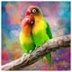 thumbnail image 1 of Wdftyju Diamond Painting 5D Animal colorido Full Round Drill Rhinestone Kit (B2179) Wdftyju 6uk1hq8ar1ed4ux5D01, 1 of 9