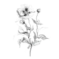 thumbnail image 2 of Robinson, Carol 26x32 White Modern Wood Framed Museum Art Print Titled - Wild Poppy, 2 of 4