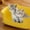 Yellow, variant on Large Cats Litter Box,Banding Out Proof Spillage Proof,Fully Open One Pieces Litter Tray,Plastic Material,Sturdy,Spacious Size,Full Open Structure,Suitable for Various Litter Types,Easy to Clean