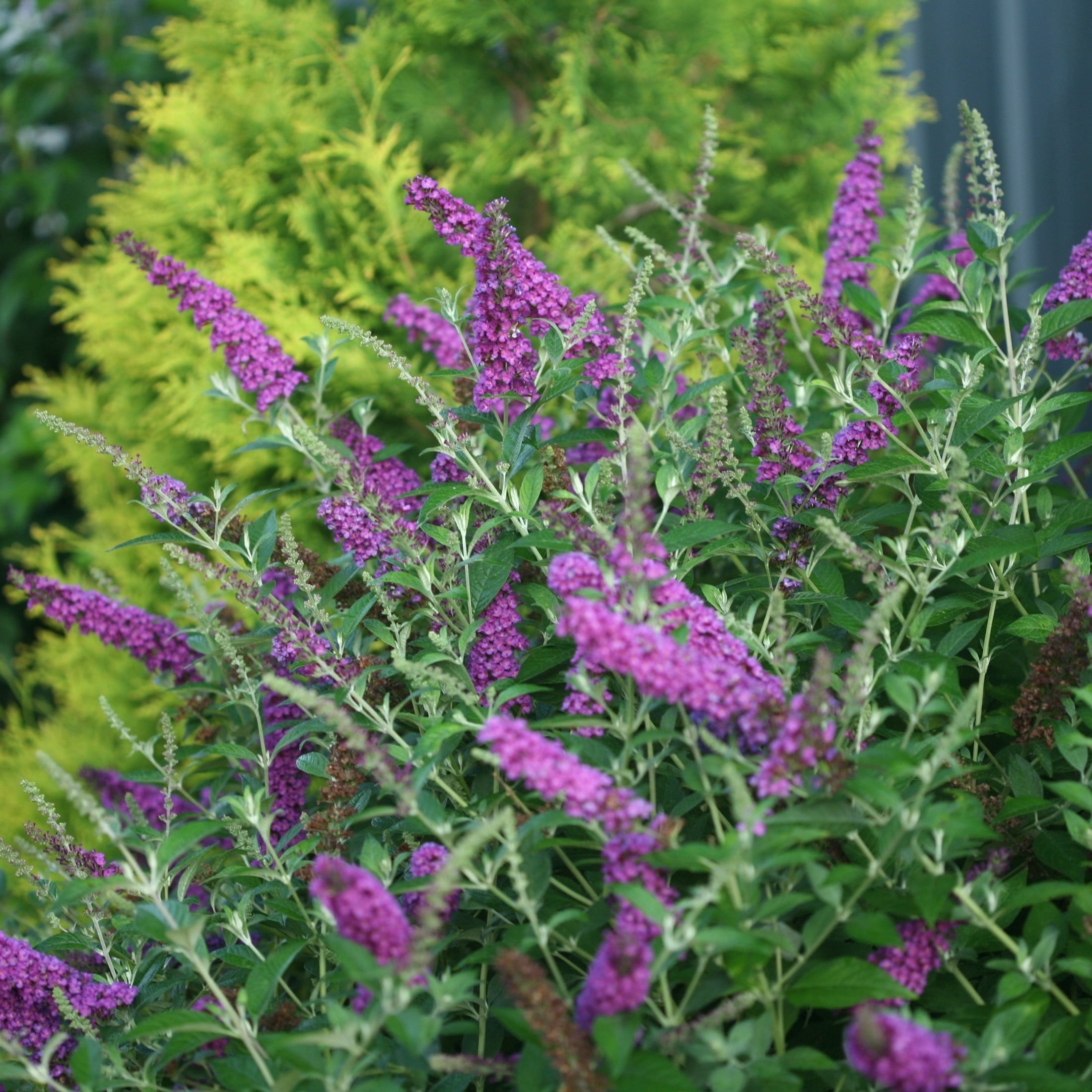 Proven Winners ColorChoice 5" Purple 'Miss Violet' Butterfly Bush Live Plant in 4.5" Pot (4 Count)