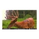 thumbnail image 5 of Cámara de videojuegos Trail StealthCam G42 No-Glo de 10 MP con tarjeta de 32 GB, 5 of 7