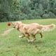 thumbnail image 4 of Juguete Para La Dentición Del Perro Bola De Limpieza De Dientes Espinosas Resistente A Las Mordeduras Juguete Para Mascotas Que Hace Un Sonido Cateissary PT001457-00, 4 of 7
