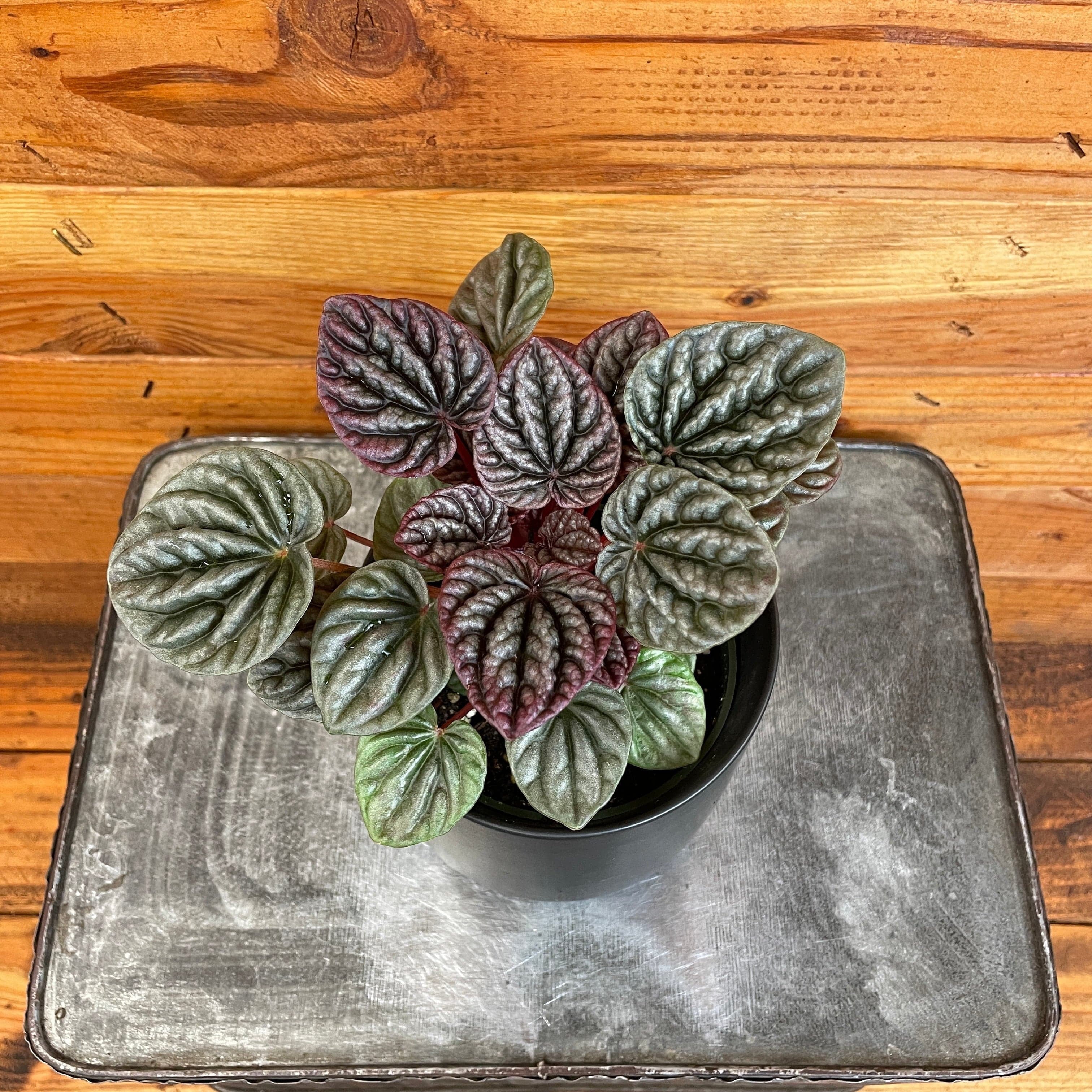 Plants Make 塊獣 蓄光　Pachygrack　一休design Plants Make 塊獣 蓄光 Pachygrack 一休design Plants Make 塊獣