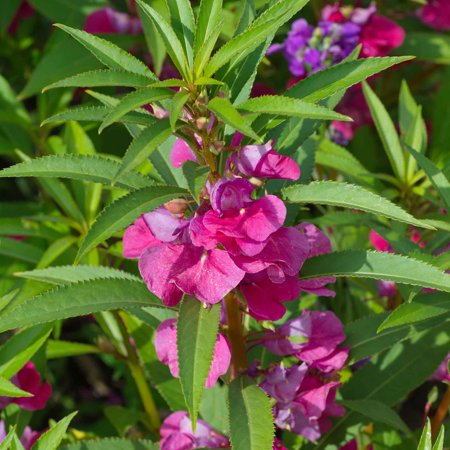 Impatiens Seeds - Carmine - 1 Ounce - Red Flower Seeds, Heirloom Seed, Open Pollinated Seed Attracts Bees, Attracts Butterflies, Attracts Pollinators, Easy to Grow & Maintain, Container Garden