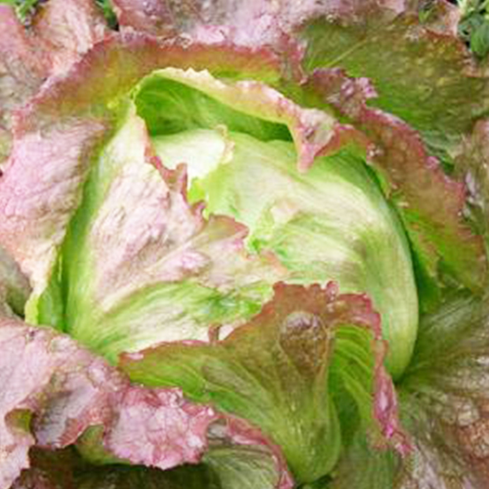 Organic Red Iceberg Lettuce 500 mg 300 Seeds NonGMO, Open Pollinated, Vegetable Gardening