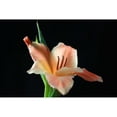 thumbnail image 3 of Putman, Tammy 24x17 Black Modern Framed Museum Art Print Titled - Peach Lily, 3 of 5