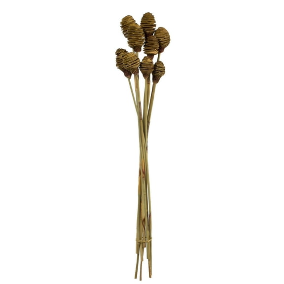 Vickerman 18-24" Cream Platy Cone on Reed Stem, Includes 10 stems, Dried