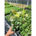 thumbnail image 3 of 2 Reka Blueberry Plants in a 3.5"---Organically Grown---Ready For Planting!!!, 3 of 4