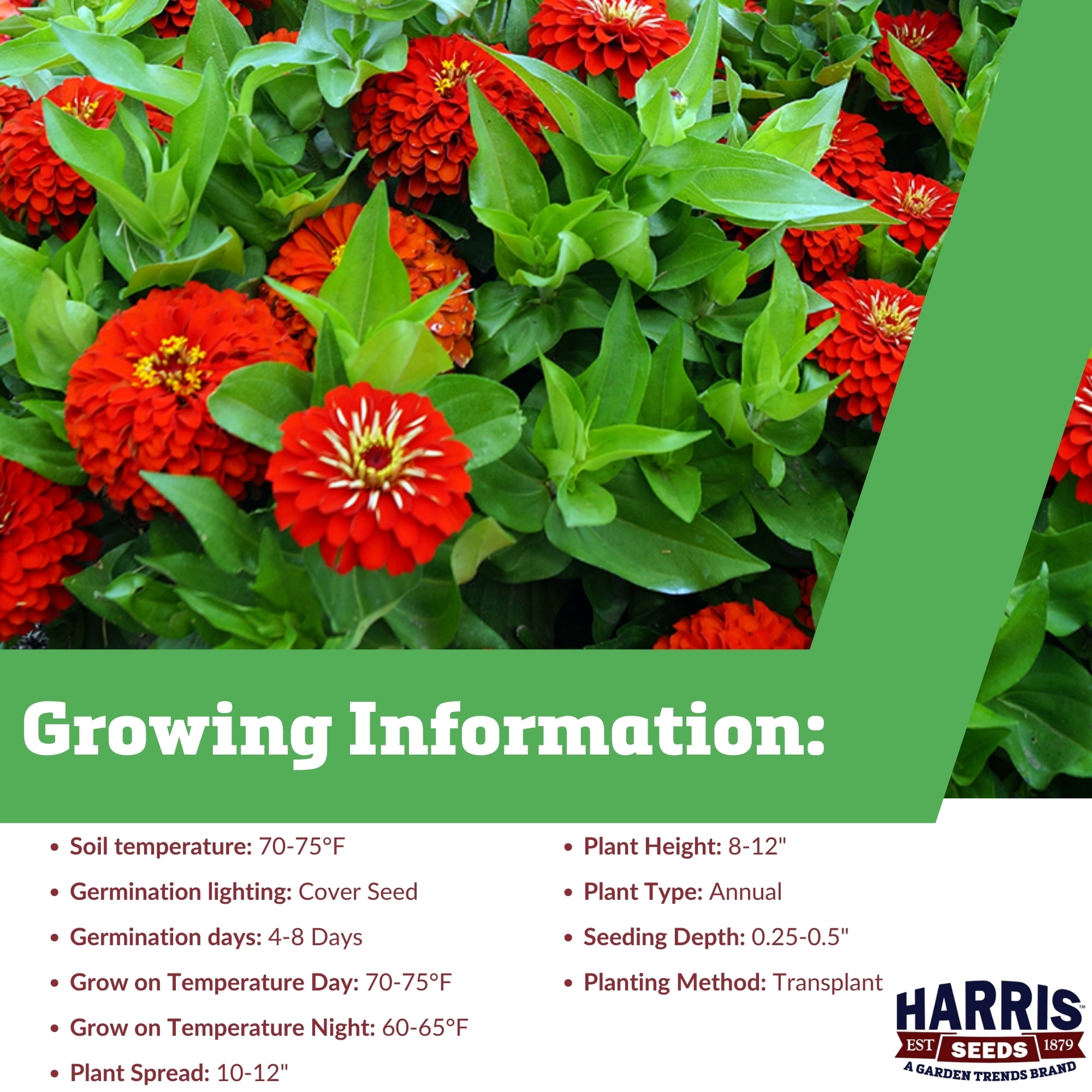 Harris Seeds Zinnia Preciosa Red F1, Double Red Compact Zinnia, 250 Count