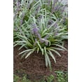 thumbnail image 2 of Variegated Liriope Dormant Bare Root Perennial Groundcover Starter Plant Roots, 3 Plants per Offer, 2 of 5
