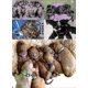 thumbnail image 5 of 14 Pcs Soft Nylon Puppy Whelping Id Collars - Adjustable Breakaway Litter Collars Baby Dog Id Bands Pet Identification Compatible Breeders With Record, 5 of 5