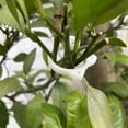 thumbnail image 1 of Clips para enrejado de plantas, Clips para plantas Clips para jardín en forma de gato Clips para plantas Resultados impresionantes, 1 of 6