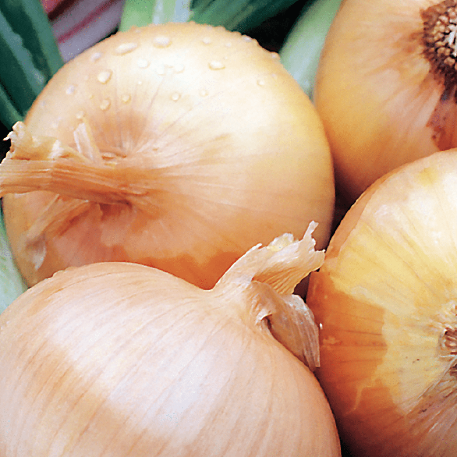 American Seed Onion Texas Grano Annual Vegetable Seeds Full Sun