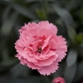 thumbnail image 3 of Better Homes and Gardens Outdoor Live Plant Dianthus Carnation Oscar Pink 1QT, Full Sun, 3 of 5