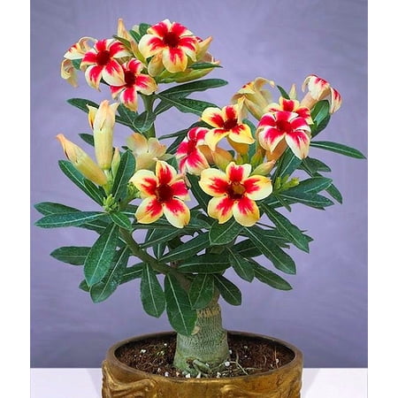Desert Rose,Drought Tolerant,Indoor or Outdoor(Desert Rose for Planting) Continuously, Desert Rose For Sale