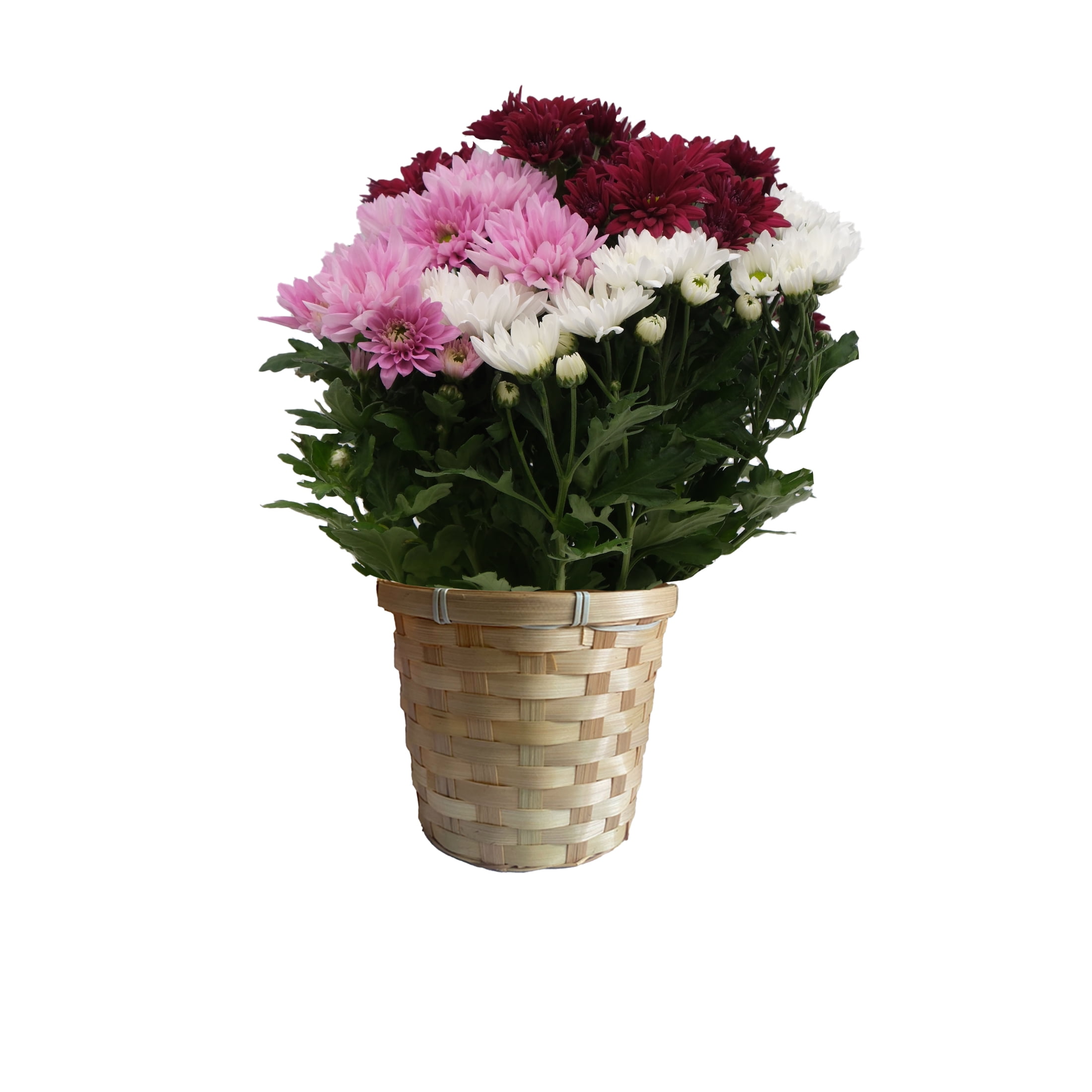 Mother's Day Mum Bouquet 6.5 in. - Walmart.com