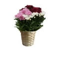 thumbnail image 5 of Mother's Day Mum Bouquet 6.5 in., 5 of 5