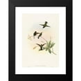 thumbnail image 2 of John Gould 18x24 Black Modern Framed Museum Art Print Titled - Callipharus Nigriventris (Black-Bellied Hummingbird), 2 of 5