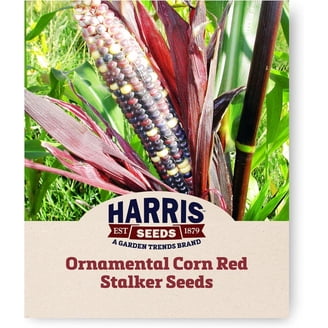 Blue Miniature Popcorn Corn Seeds – 25 Count, NON-GMO, Heirloom Vegetable Seeds For Home Gardening 3 thumbnail image