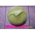 thumbnail image 2 of 500 FLAT DUTCH Late CABBAGE Brassica Oleracea Capitata Vegetable Seeds, 2 of 3