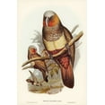 thumbnail image 2 of Gould, John 23x32 Black Ornate Wood Framed with Double Matting Museum Art Print Titled - Prince of Esslings Parrot-Nestor Esslingii, 2 of 4