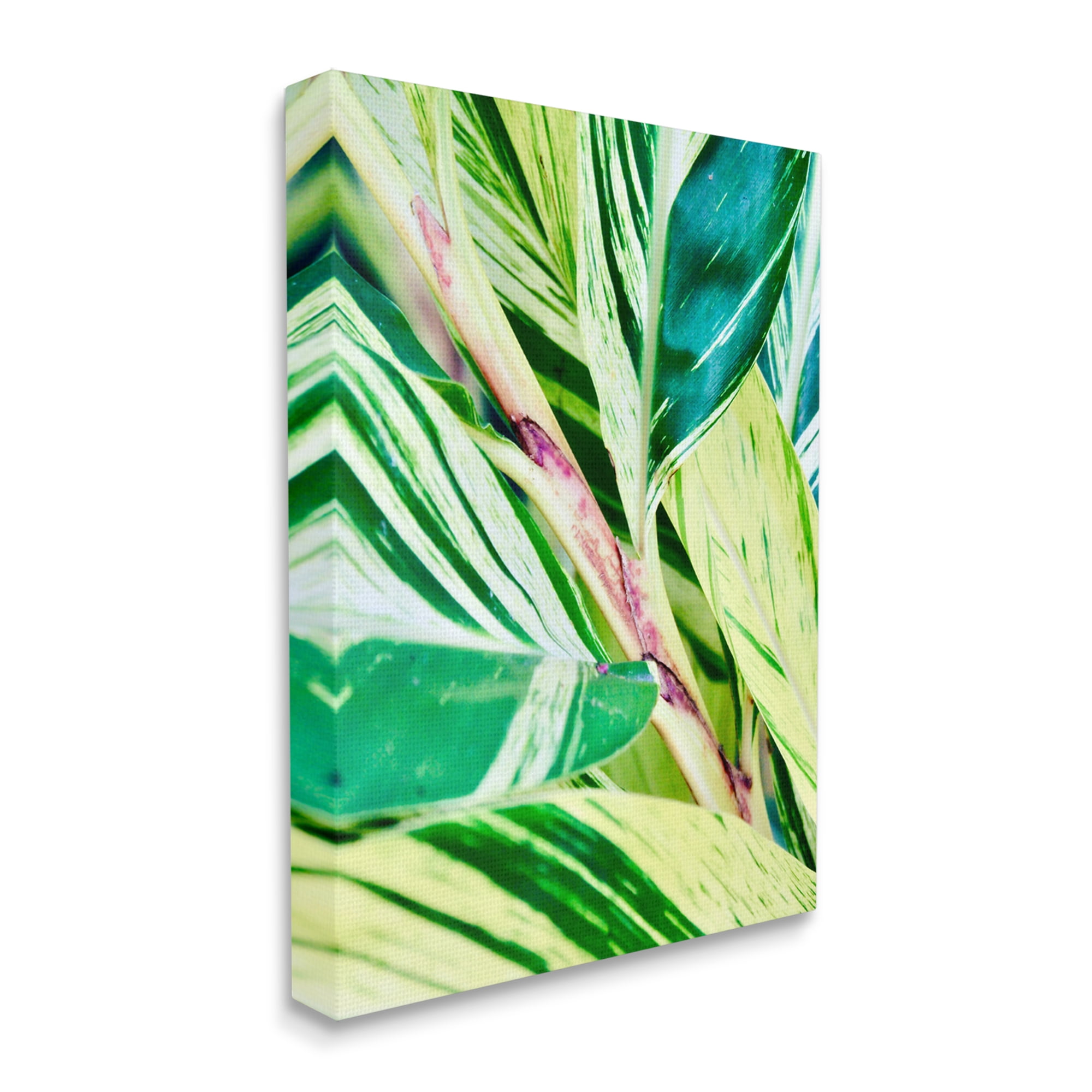 Stupell Industries Tropical House Plant Leaves Close Up Photography Photograph Gallery Wrapped Canvas Print Wall Art, Design by Gail Peck