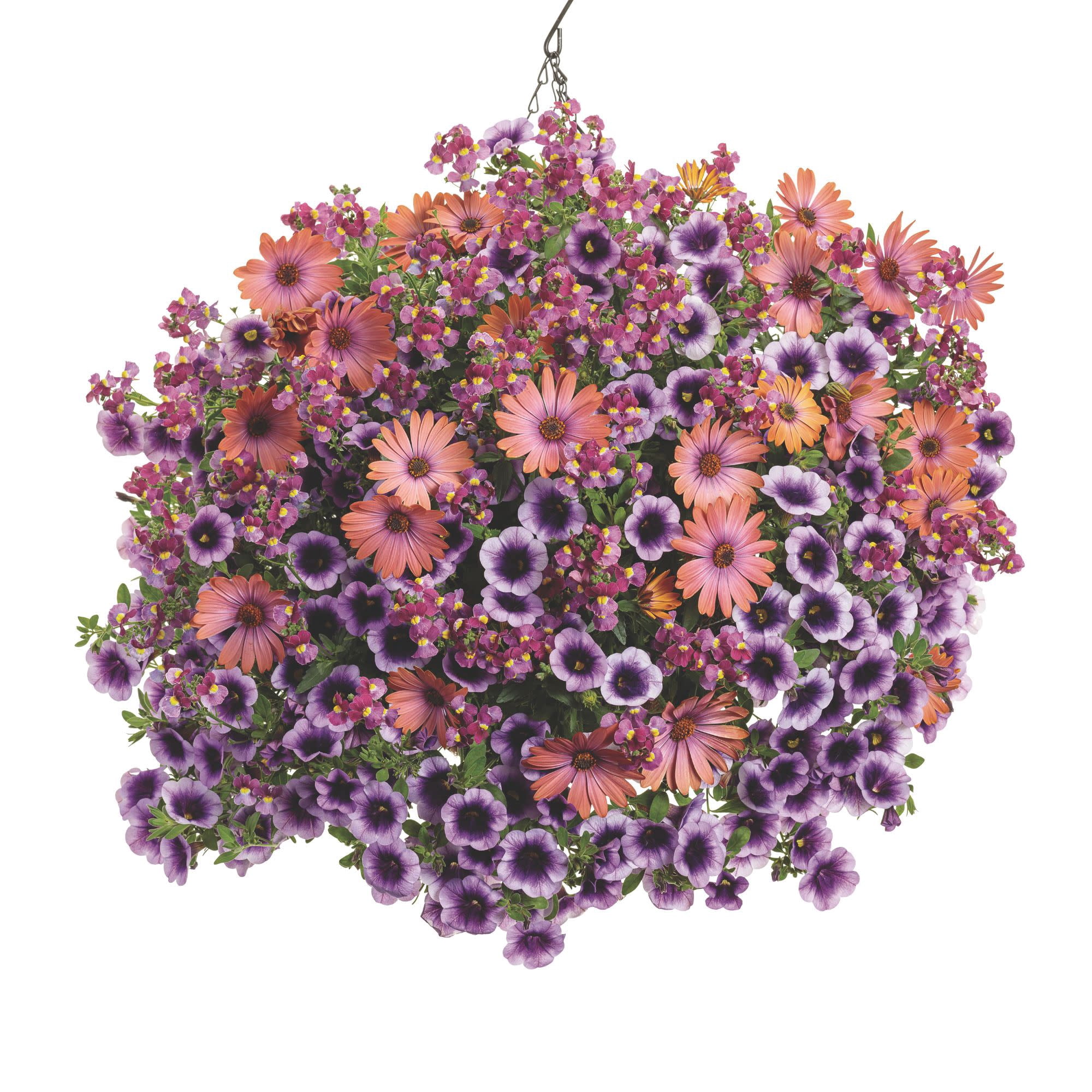 Proven Winners 4" Purple Aromance Mulberry Nemesia Live Plant in 4.25" Pot (4 Count)