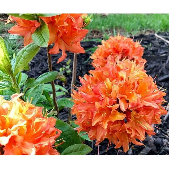 Azalea 'Mandarin Lights'-Deciduous Azalea-Cold Hardy Variety  3 Gallon