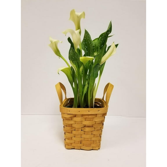 Live 4" White Calla Lily in Square Wicker Gift Basket