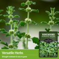 thumbnail image 3 of 5 Packs Horehound Seeds - Non-GMO Heirloom Perennial Full Sun Medicinal Herbs, 3 of 6