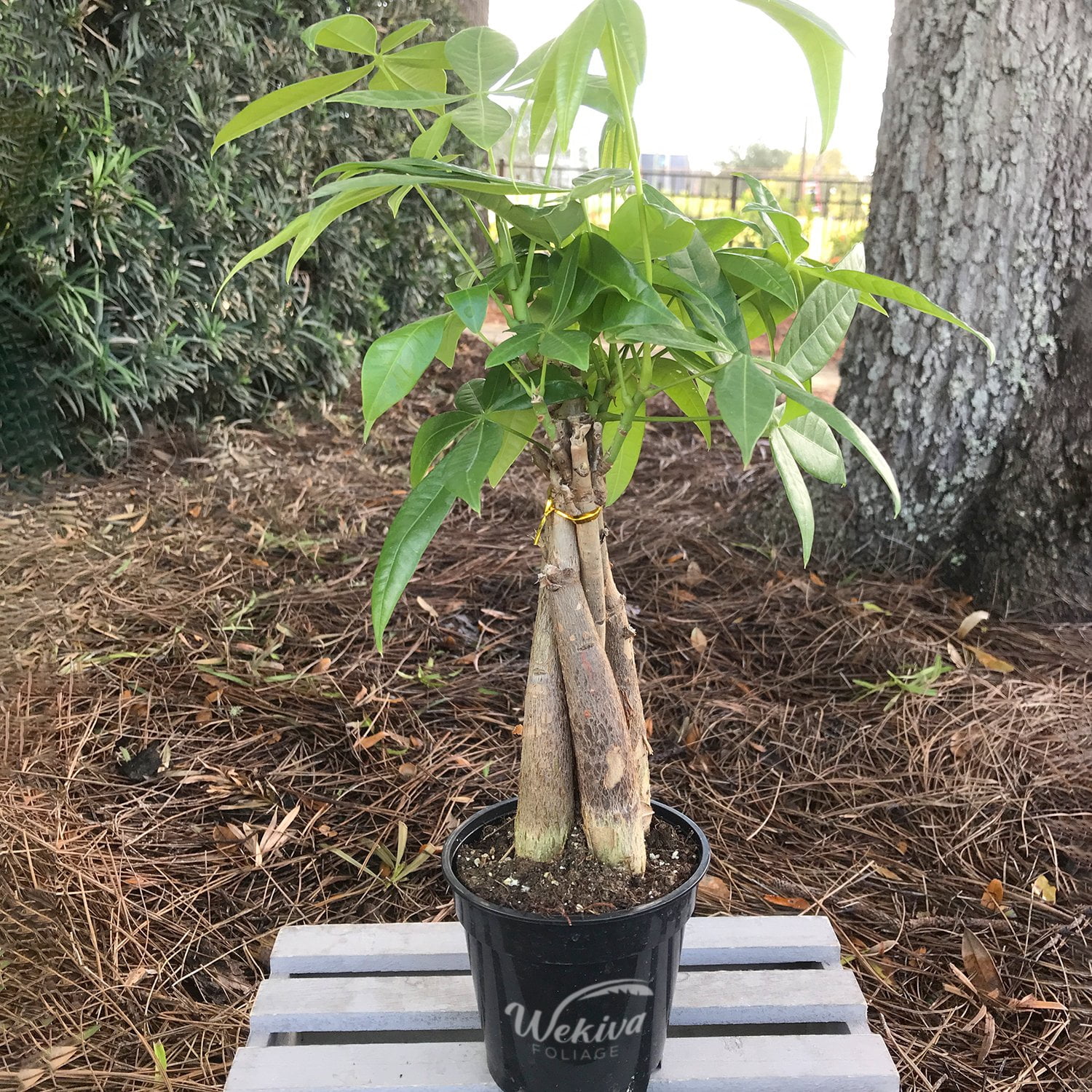 Money Tree Braid - Live Plant in an 4 Inch Growers Pot - Pachira Aquatica - Low Maintenance Indoor Houseplant - Your Feng Shui Path to Prosperity