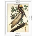 thumbnail image 5 of Art.com Brown Pelican Art Print by John James Audubon, White Frame Wall Art, 32" x 40", 5 of 5