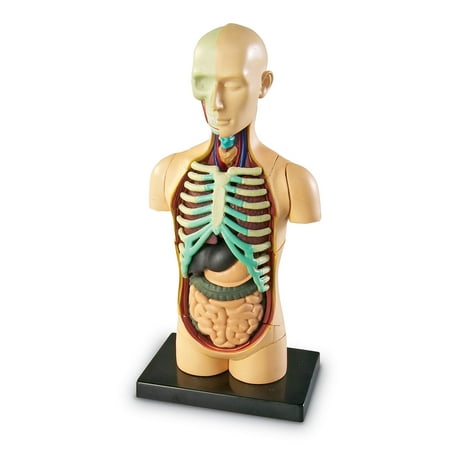 UPC 765023033366 product image for Learning Resources® Human Body Anatomy Model  31 Pieces | upcitemdb.com