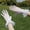 White lace bow, variant on Lace Wedding Gloves with Elastic and Hollow-out Design for Brides