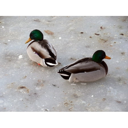 Frozen Duck Foie Gras - LAMINATED POSTER Ducks Lake Cold Frozen Snow Ice Winter Pond Poster 24x16 Adhesive Decal