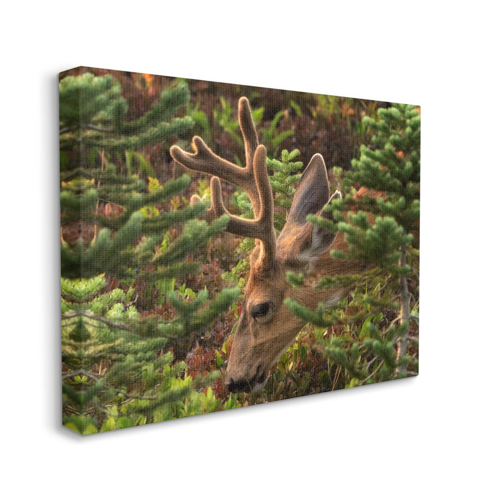 Stupell Industries Deer Forest Nature Vegetation Animals & Insects Photography Gallery Wrapped Canvas Print Wall Art