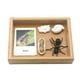 thumbnail image 2 of de Animal aprendizaje de imaginación juguetes educativos enseñanza de SIDA edad 3 4 5 CUTICAT juguetes de crecimiento de insectos para niños, 2 of 8