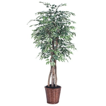 Vickerman 6' Artificial Variegated Ficus Executive, Rattan Basket.