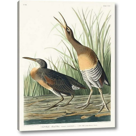 John James Audubon Impression sur Toile sur une Poule de Marais Salant