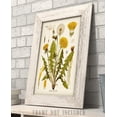 thumbnail image 3 of Dandelion Botanical Illustration - 11x14 Unframed Art Print - Great Home Decor and Gift for Nature Lovers, 3 of 9