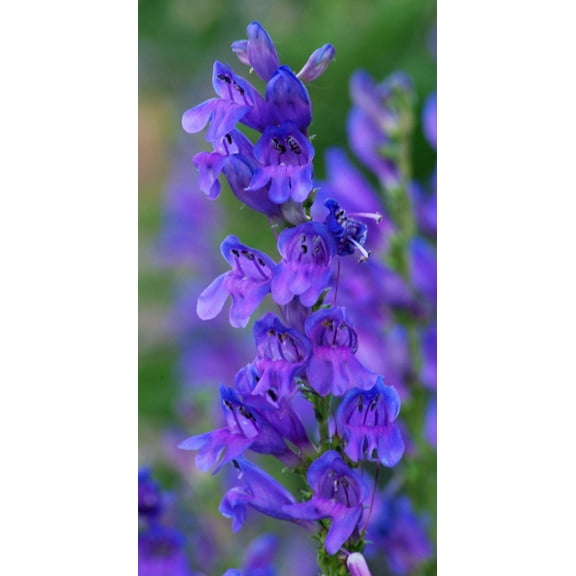 300 Blue ROCKY MOUNTAIN BEARDTONGUE Penstemon Strictus Flower Seeds