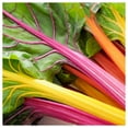 thumbnail image 2 of Everwilde Farms - 1 lb Rainbow Swiss Chard Seeds - Gold Vault Bulk Seed Packet, 2 of 3