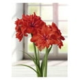 thumbnail image 1 of BULBES À FLEURS TASC - AMARYLLIS DOUBLE CIRCUS - 1 BULBE, 1 of 1